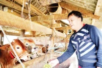 Ông Giàng Chứ Sình ở thôn Lẻo Chá Phìn B, xã Sơn Vĩ, huyện Mèo Vạc chăm sóc bò từ dự án hỗ trợ chăn nuôi bò sinh sản.