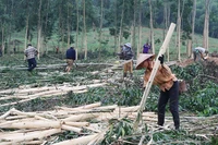 Thu hoạch keo ở huyện Con Cuông.