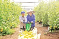 Thu hoạch dưa lưới tại Khu Nông nghiệp ứng dụng công nghệ cao An Thái do Unifarm đầu tư ở Bình Dương.