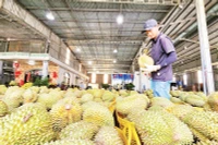 Thu mua sầu riêng phục vụ xuất khẩu trên địa bàn huyện Cai Lậy, tỉnh Tiền Giang. (Ảnh NGUYỄN SỰ)