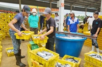 Năm 2024, kinh tế của tỉnh Kiên Giang tăng trưởng đạt 7,5%.