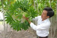 Kiểm tra tình trạng nhiễm bệnh khảm lá trên cây sắn tại huyện Châu Thành, tỉnh Tây Ninh. (Ảnh TTXVN) 