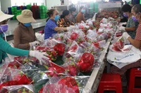 Hợp tác xã Thanh Phú Long (xã Thanh Phú Long, huyện Châu Thành, tỉnh Long An) đóng hàng thanh long xuất khẩu sang Trung Quốc. (Ảnh: PHONG THANH)