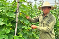 Mô hình canh tác sử dụng kết hợp phân bón hữu cơ và vô cơ tại xã Tân Dĩnh, huyện Lạng Giang (Bắc Giang).