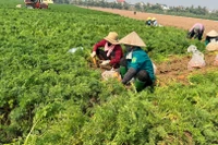 Thu hoạch cà-rốt muộn tại xã Cao Ðức, huyện Gia Bình, tỉnh Bắc Ninh.