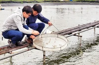 Mô hình nuôi tôm 3 giai đoạn của Hợp tác xã Hà Hoàng, thành phố Hà Tĩnh, tỉnh Hà Tĩnh.