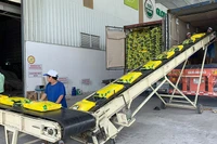 Đóng gói gạo xuất khẩu ở Công ty cổ phần Nông nghiệp công nghệ cao Trung An, TP Cần Thơ. (Ảnh MINH ANH)