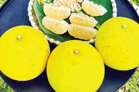 Bưởi Phúc Trạch được mùa, được giá