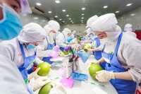 Bưởi là loại trái cây đang trong quá trình đàm phán để xuất khẩu chính ngạch sang Trung Quốc. (Ảnh MINH HÀ)