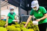 Rau quả Việt Nam nhiều tiềm năng xuất khẩu. 
