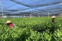  Vườn ươm cung cấp giống mắc-ca chất lượng cao cho thị trường. 