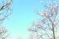 Vẻ đẹp của hoa ban vùng Tây Bắc.