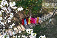 Tháng 3, khi nắng ấm dần lên, cũng là lúc tại những cánh rừng cho đến khu trung tâm, phố thị hay dọc các trục đường chính của Sơn La chìm trong sắc trắng hoa ban. Đây cũng là dịp để những người yêu loài hoa này lưu giữ cho mình những khoảnh khắc đẹp.