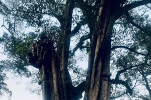 Cây đa là loài cây thân thuộc với văn hóa tinh thần của người Việt, chẳng kém cây lúa và cây tre.