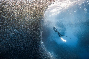 Ảnh: NGUYỄN NGỌC THIỆN