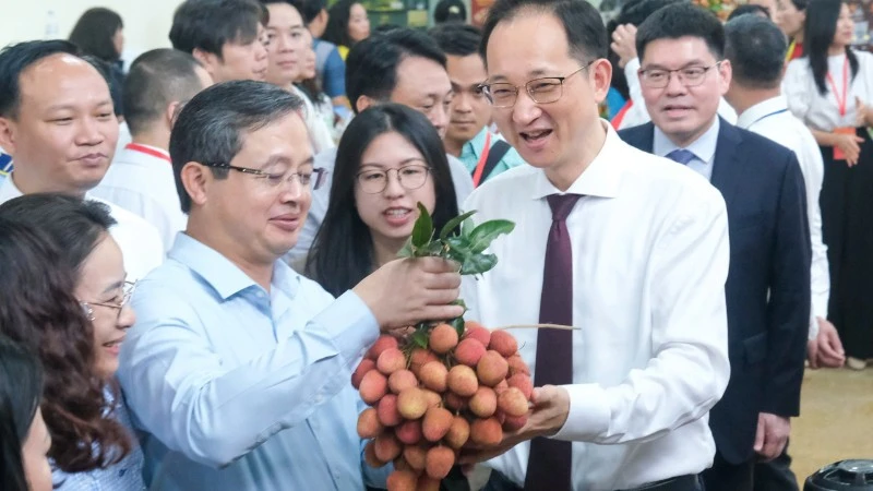 Bắc Ninh: Thị trường nội địa là nền tảng, xuất khẩu là động lực cho vải thiều