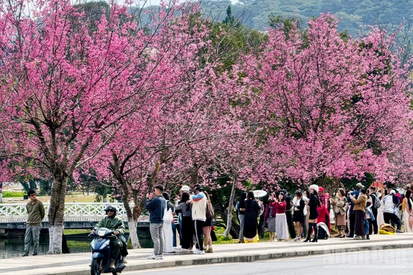 Phố núi Đà Lạt quyến rũ trong sắc hoa mai anh đào đang đến độ mãn khai.