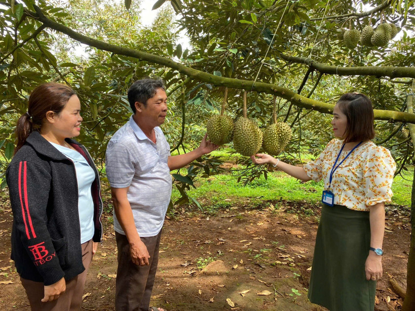 Trồng sầu riêng giúp nhiều hộ gia đình tăng thu nhập, thoát nghèo.