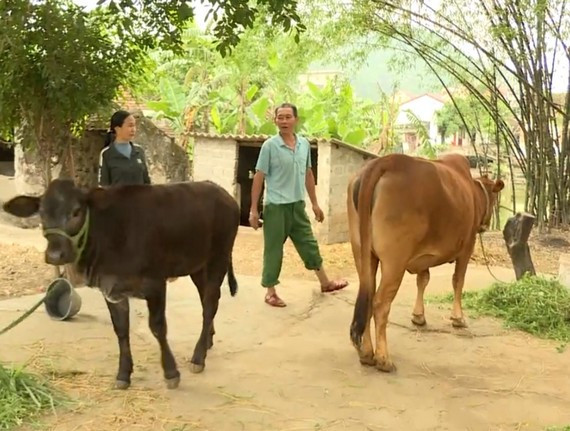 Mô hình chăn nuôi giúp nhiều hộ dân thoát nghèo. Ảnh: NGỌC LAN