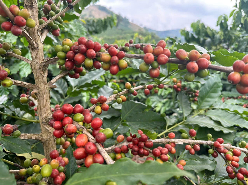 Trồng cà phê giúp nhiều hộ dân thoát nghèo.