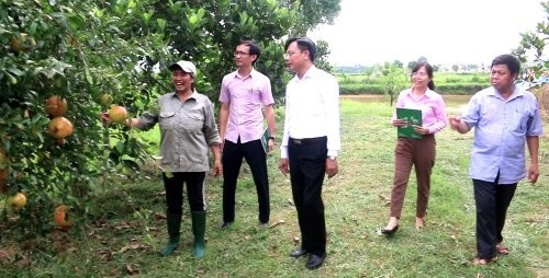 Mô hình trồng trọt, phát triển kinh tế từ vốn vay của ngân hàng chính sách xã hội.