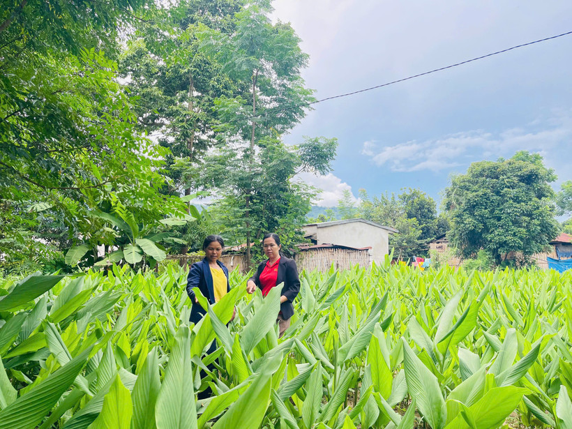 Mô hình sinh kế giúp nhiều người dân miền núi phía tây Quảng Ngãi nâng cao thu nhập.