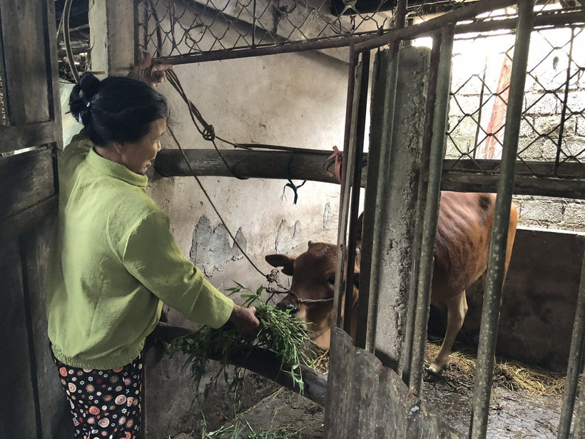 Mô hình sinh kế nuôi bê lai Sind giúp nhiều hộ thoát nghèo