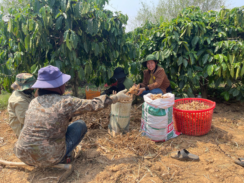 Mô hình trồng gừng sẻ giúp nhiều người dân xã Đăk Tô có thu nhập ổn định, thoát nghèo