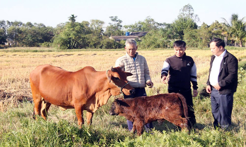 Từ nguồn vốn được hỗ trợ, gia đình ông Nguyễn Văn Gắn có thu nhập ổn định hơn.