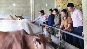 Mô hình vay vốn chăn nuôi bò ở thôn Hùng Sơn, xã Phú Trạch. 