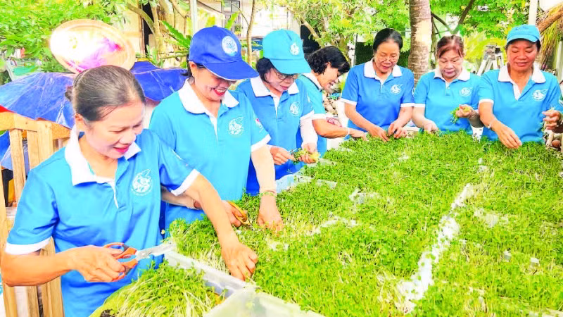 Chị em phụ nữ khu phố Bình Khởi (phường Sơn Đông, tỉnh Vĩnh Long) trồng rau mầm sạch gây quỹ thực hiện công tác thiện nguyện tại địa phương. 