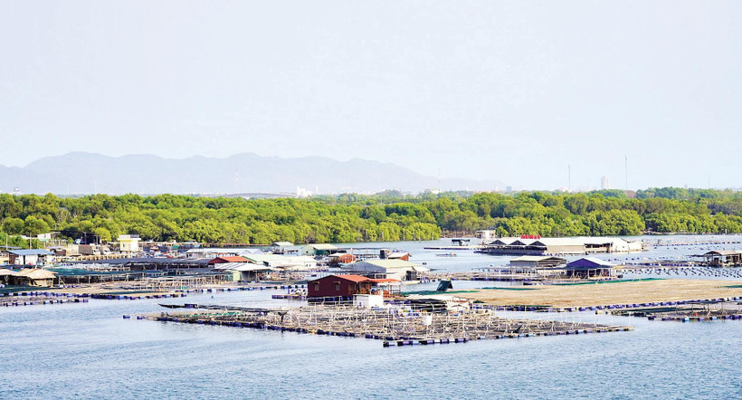 Rừng ngập mặn ở xã Long Sơn và các bè nổi nuôi trồng thủy sản trên sông Chà Và.