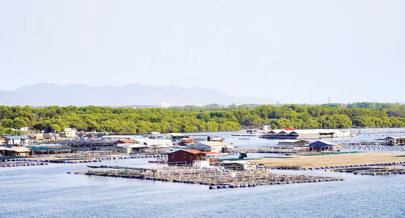 Rừng ngập mặn ở xã Long Sơn và các bè nổi nuôi trồng thủy sản trên sông Chà Và.