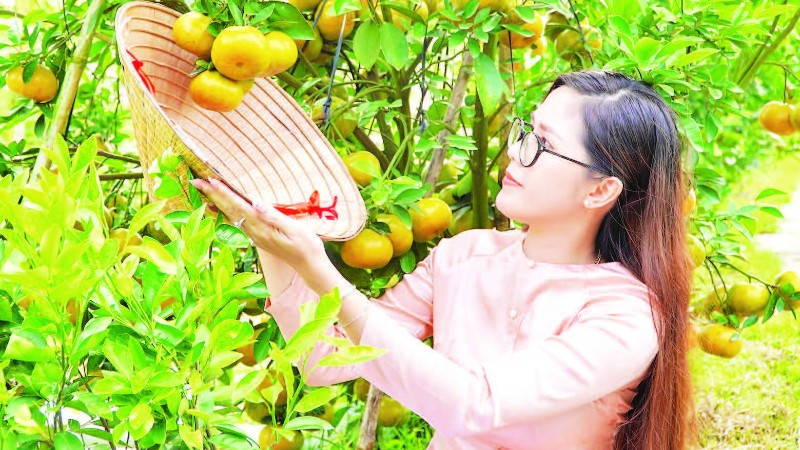 Dịch vụ trải nghiệm bơi xuồng tại vườn quýt hồng.