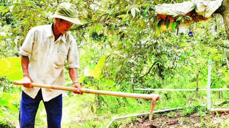 Nông dân trồng sầu riêng ở xã Long Tiên, tỉnh Đồng Tháp.