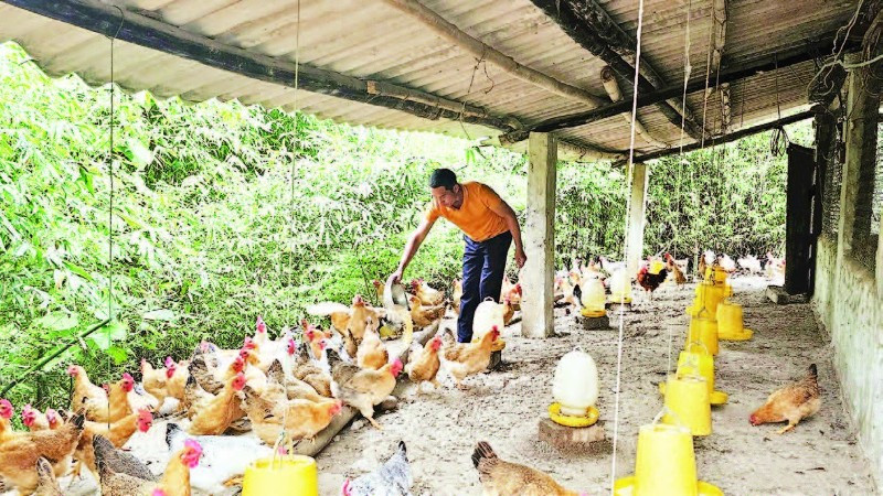 Mô hình chăn nuôi gà thả đồi tự nhiên của gia đình anh Lý Đức Bảo ở thôn Hợp Thành, xã Tiên Yên mang lại giá trị kinh tế cao.