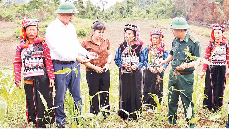 Cán bộ Bộ đội Biên phòng, Ủy ban Mặt trận Tổ quốc Việt Nam tỉnh Điện Biên hướng dẫn bà con bản Tả Ló San cách trồng, chăm sóc cây sa nhân.