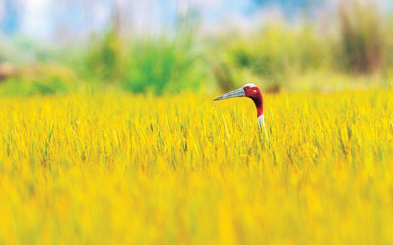 Sếu đầu đỏ ở Ấn Độ. (Ảnh NGUYỄN TRƯỜNG SINH) 