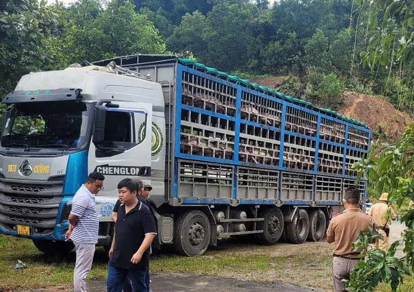 Ngày 11/7, lực lượng chức năng Công an tỉnh Phú Thọ vừa bắt và tiêu hủy 1,4 tấn lợn mắc dịch tả châu Phi qua địa bàn phường Kỳ Sơn.
