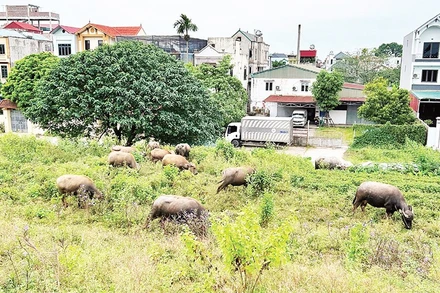 Nhiều hộ gia đình chuẩn bị điều kiện để tái đàn vật nuôi.