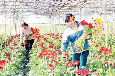 Hoa đồng tiền được canh tác nhiều tại làng Thái Phiên, là một trong những loài hoa đặc trưng của làng.