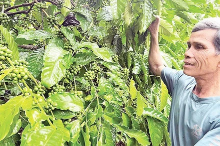 Già làng Rơ Mah Blơi luôn gương mẫu trong việc phát triển kinh tế-xã hội ở địa phương.