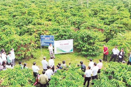 Tập huấn canh tác cà-phê hữu cơ cho nông dân xã Nâm Nung, Lâm Đồng.