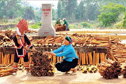 Thu hoạch quế ở xã miền núi Hoành Mô, tỉnh Quảng Ninh.