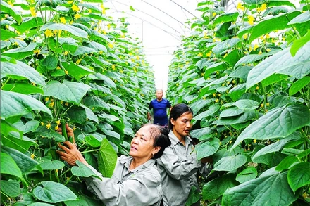 Trồng dưa chuột công nghệ cao tại Hợp tác xã Nông nghiệp công nghệ cao và hữu cơ Phú Điền, xã An Phú, Hải Phòng. (Ảnh THÀNH CHUNG)