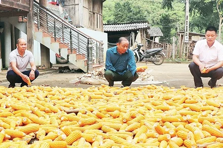 Ở bản Cò Chịa, ông Lò Văn Lẻ (ngồi giữa) là một trong những người tiêu biểu về phát triển kinh tế hộ.