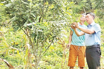 Chủ tịch Ủy ban nhân dân xã Sáng Nhè Phạm Ngọc Điện (bên phải) thăm vườn cây mắc-ca của người dân bản Pá Ỏ.