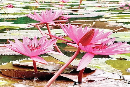 Hoa súng, biểu tượng của vẻ đẹp thanh khiết và sức sống mãnh liệt.