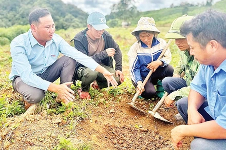 Lãnh đạo xã Tìa Dình hướng dẫn nông dân cách chăm sóc cây cà-phê được triển khai theo mô hình hỗ trợ sản xuất từ chương trình mục tiêu quốc gia.