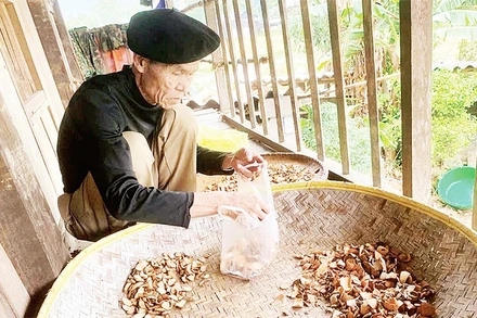 Cụ Hoàng Văn Đặng giới thiệu về một số loại cây quý trên rừng phục vụ sản xuất men nấu rượu.